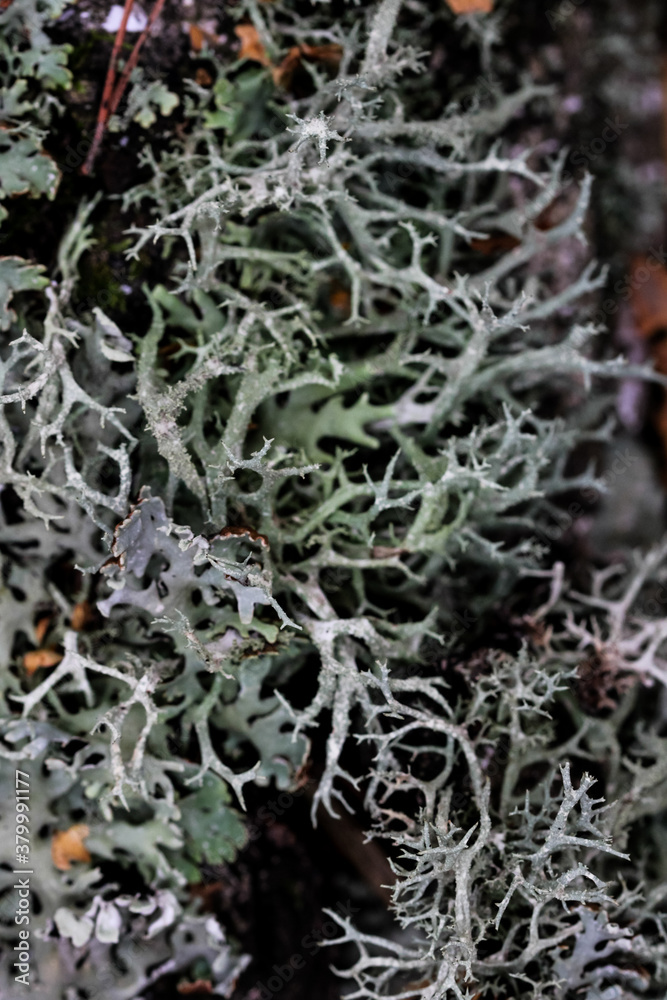 Foliose Lichen texture on the tree. Highly detailed fungus and moss in the outdoors forest.