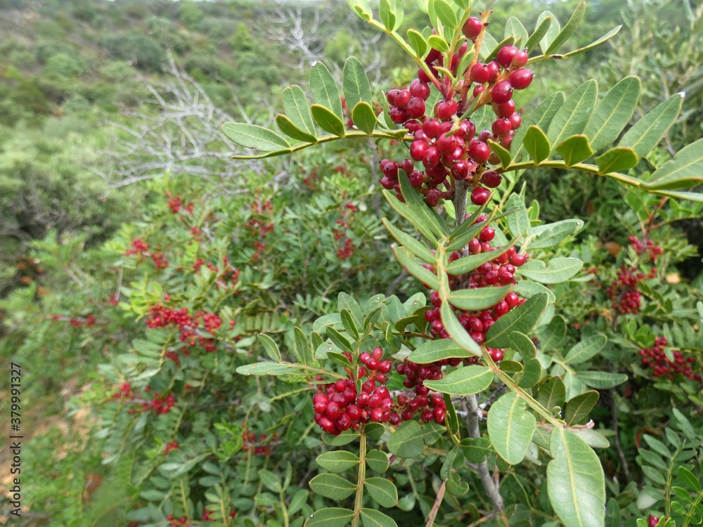 Obraz premium Lentischio