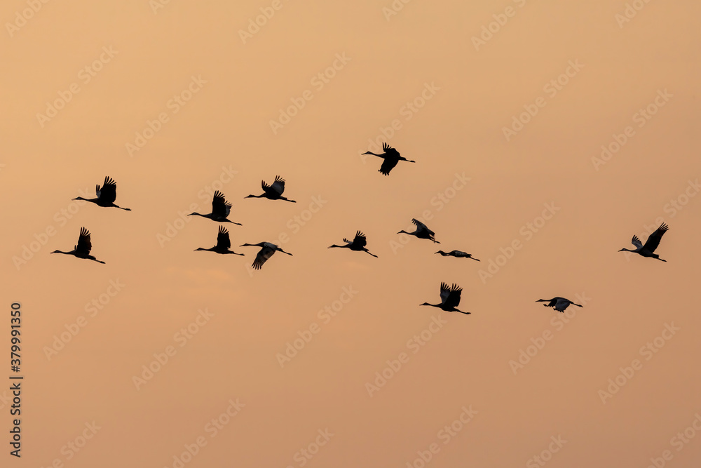 Flying flock of sandhill cranes in the sunset