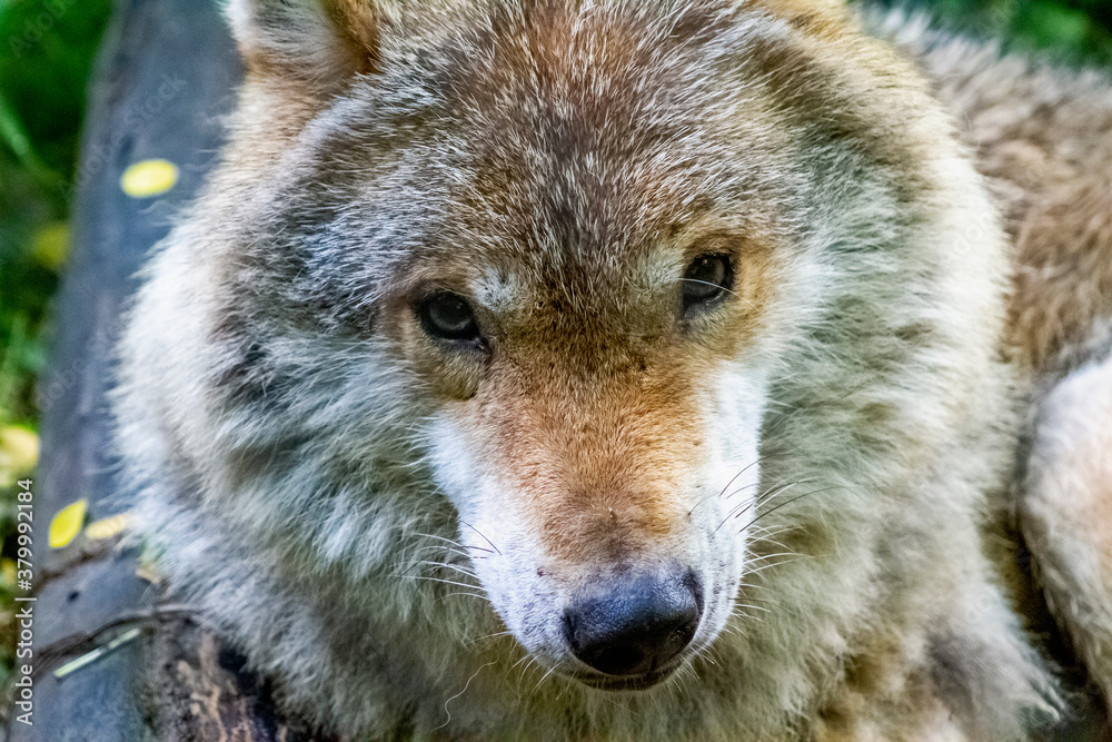 Fototapeta premium portrait of a wolf