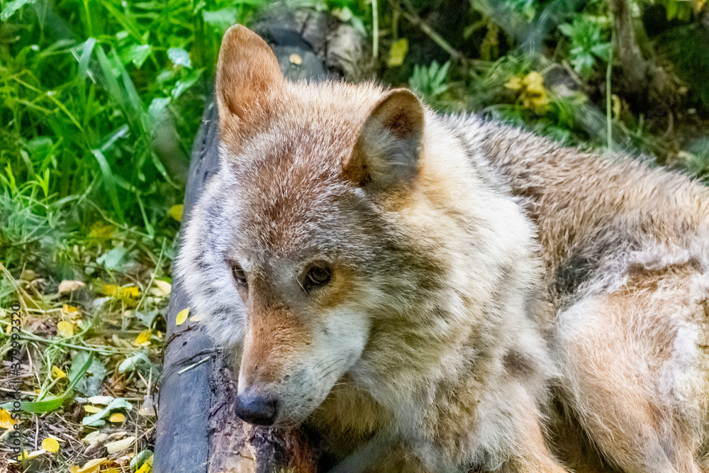 Obraz premium wolf in the woods