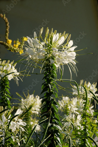 white flowers of spider plant in a garden close up