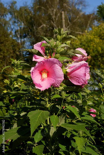 pink flowers of hibiscus plant  in a garden