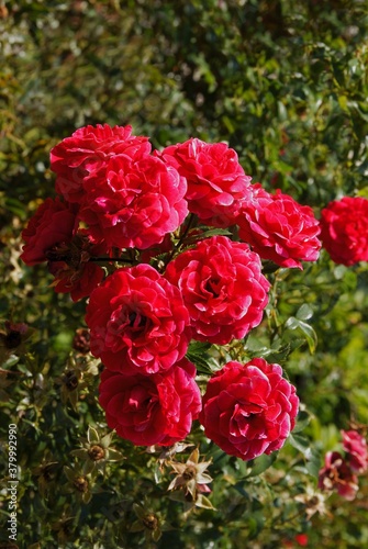 pretty red roses in a garden close up