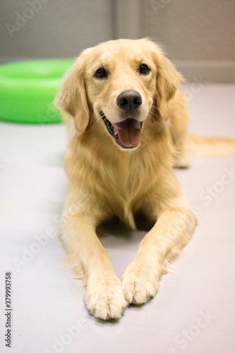Portrait of a golden retriever dog