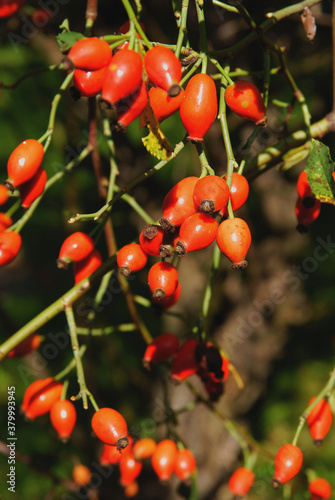 red ripe berries of wild rose bush