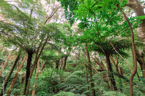 Forest with giant Tree Ferns in New Zealand