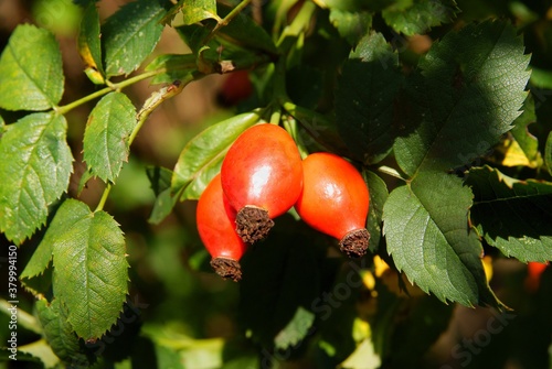 red ripe berries of wild rose bush