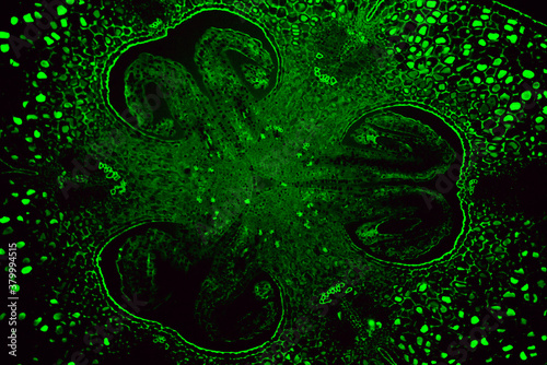 Lily ovary plant cells green fluorescence micrograph