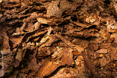 close up of bark on forest floor