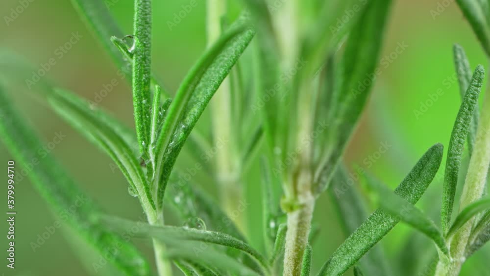 Super Slow Motion Shot of Water Drop Falling on Fresh Rosemary at 1000fps. Super Slow Motion Shot of Water Drop Falling on Fresh Rosemary at 1000fps.