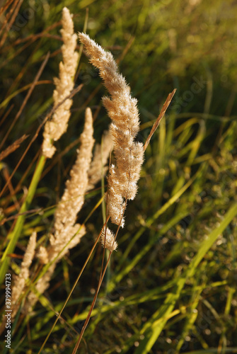 dried seeds of grass on meadow at autumn
