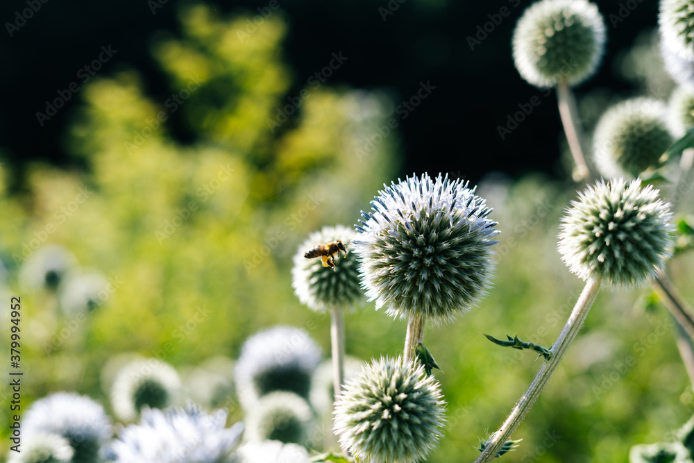 Close-up view of bee collecting pollen to produce honey on beautiful flower on green meadow in bright summer sunny day on foreground. Blurry view of green grass in the background. Close-up view of bee collecting pollen to produce honey on beautiful flower on green meadow in bright summer sunny day on foreground. Blurry view of green grass in the background.