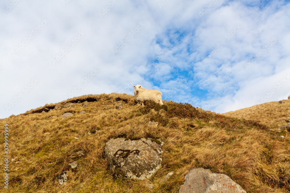Sheep near summit of Snowdon in North Wales