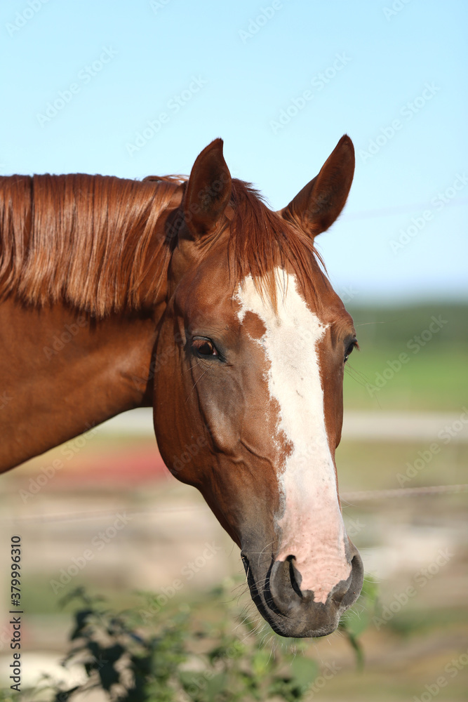 Obraz premium Head of a young brown mare in the corral smmertime on natural background