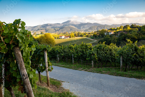 Txakoli vineyard in Hondarribia in the Basque country photo