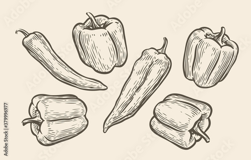 Peppers set sketch. Food vintage vector illustration
