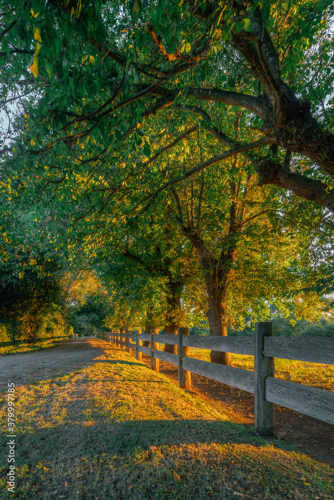 Oak Tree Lined Entrance to a Country Homestead Oak Tree Lined Entrance to a Country Homestead