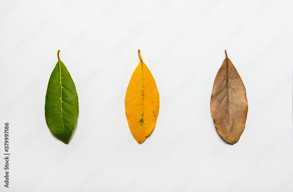 Three olive leaves of different colors, representing the transition from the summer season to the autumn. Green, yellow and dry leaves on a white background with space for text. symmetrical order Three olive leaves of different colors, representing the transition from the summer season to the autumn. Green, yellow and dry leaves on a white background with space for text. symmetrical order