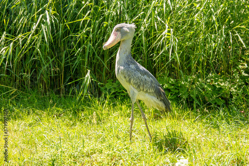 Side view of a Shoebill, also called Abu Markub, Latin Balaeniceps rex photo