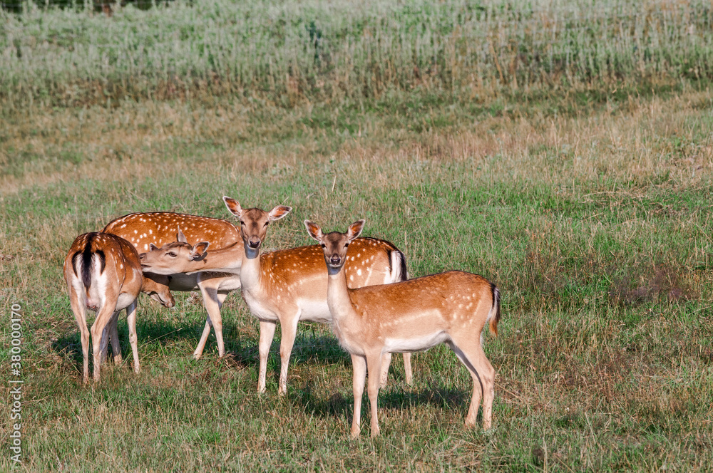 Fallow Deer (Dama dama) in farm, Poland Fallow Deer (Dama dama) in farm, Poland