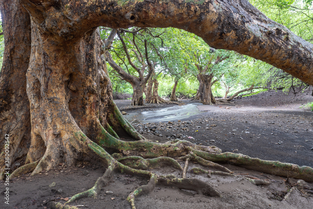 A stream in Savannah, Small River flows Through Plantation of Thick Old Curvy African Trees