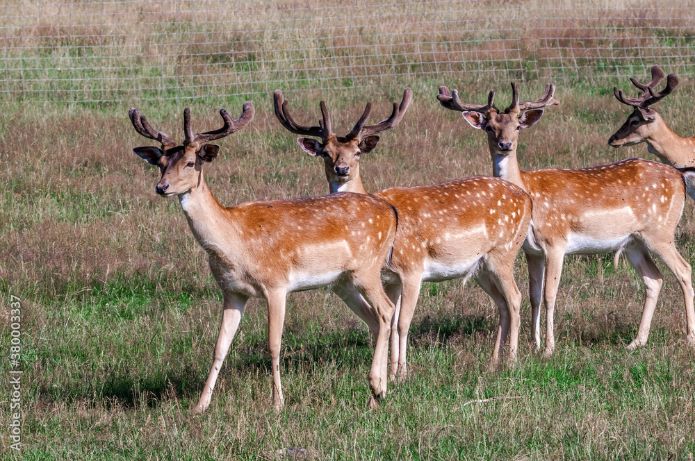Fototapeta premium Fallow Deer (Dama dama) in farm, Poland