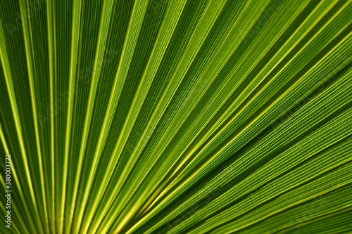 palm leaf photo