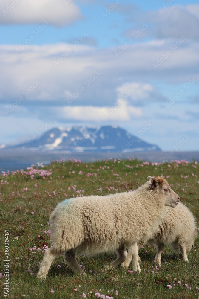 Icelandic Sheep in a beautiful and rough Icelandic landscape Icelandic Sheep in a beautiful and rough Icelandic landscape