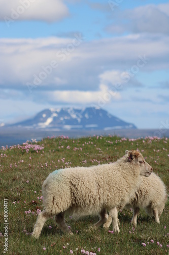 Icelandic Sheep in a beautiful and rough Icelandic landscape 