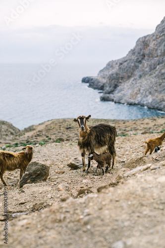 cretan goats on rocky beachside, crete, greece photo