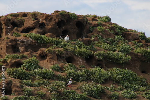 Puffin colony in Borgafjordur in North East Iceland photo