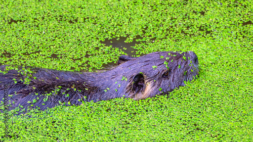 nutria in river of green vegetation