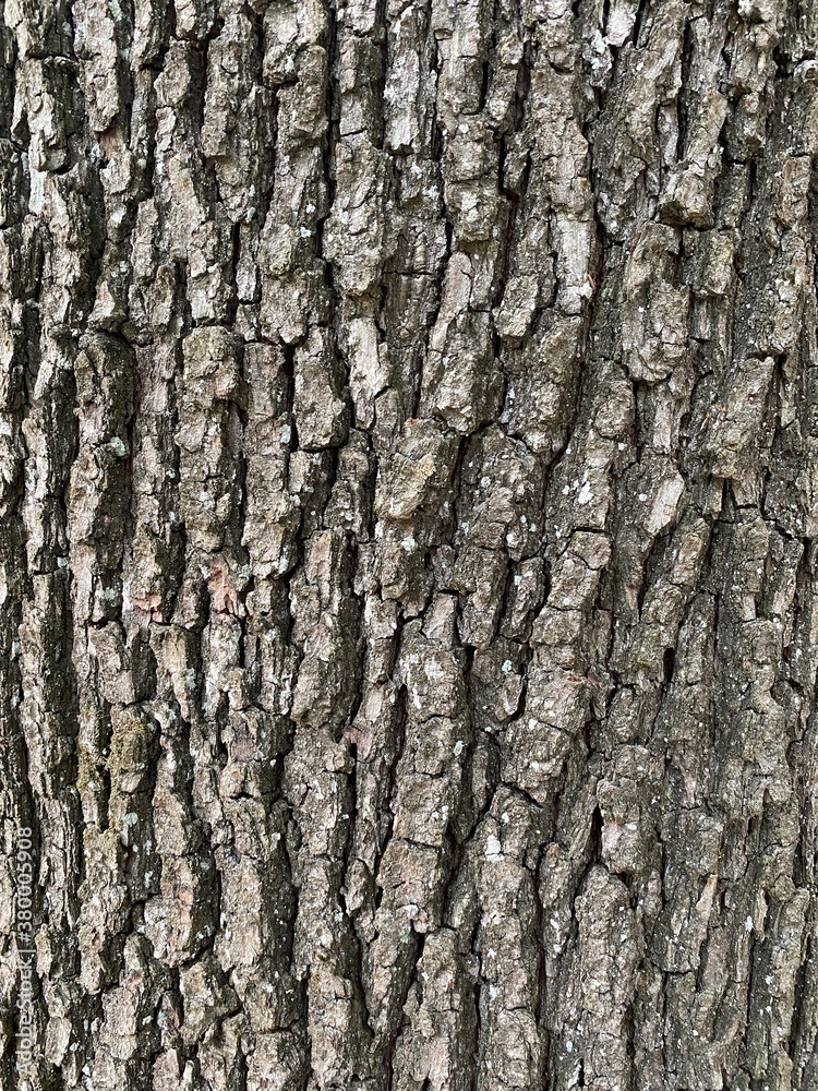 Baumstamm, Rinde, Grau Baumstamm, Rinde, Grau