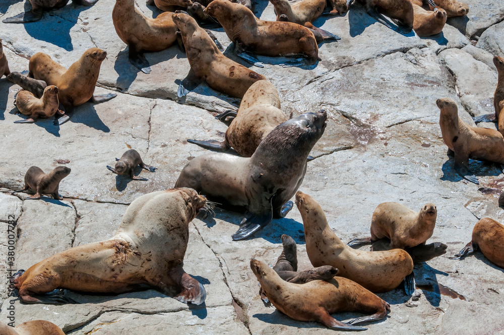 Fototapeta premium Steller's Sea Lions (Eumetopias jubatus) at colony, Chowiet Island, Semidi Islands, Alaska, USA