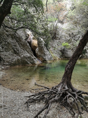 tree in the river