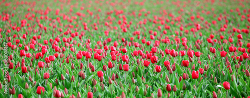 Field of tulips panorama photo