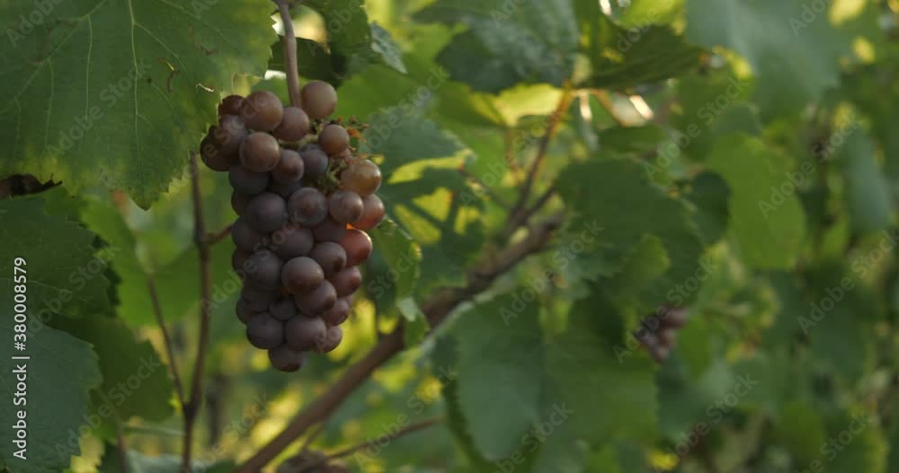 Vineyard at dawn before harvest, anamorphic slowmotion handheld 4K Vineyard at dawn before harvest, anamorphic slowmotion handheld 4K