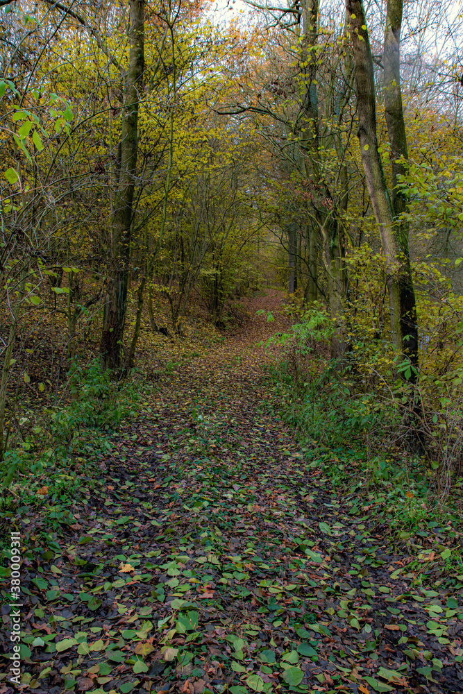Autumn trail. A path through a autumnal forest. Alley with trees without leaves.