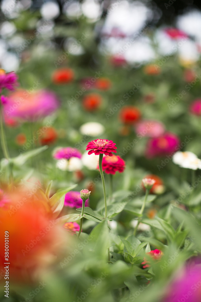 spring flowers field spring flowers field