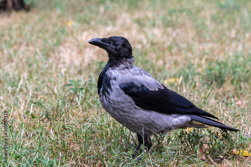 Portrait of a young crow on a blurry background. Close-up. Warm summer day in the park. Wild nature. City birds.
