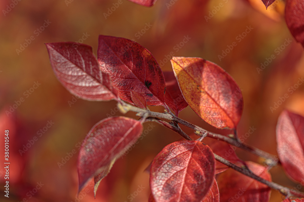 Autumn colorful leaves as background. Modern texture. Abstract template for text and design. Autumn colorful leaves as background. Modern texture. Abstract template for text and design.