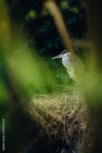 Gray Heron photo