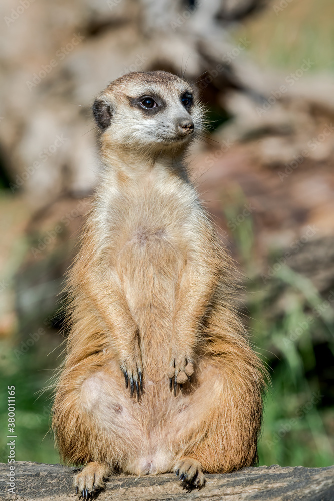 Fototapeta premium Meerkat (Suricata suricatta)