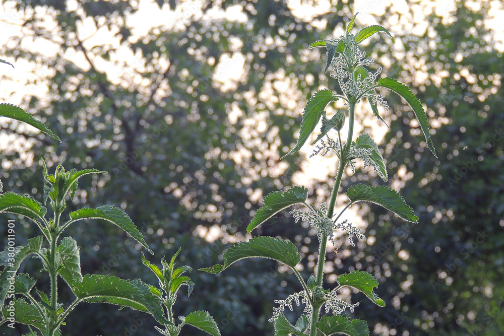 flowers in the meadow. wildflowers flowers in the meadow. wildflowers