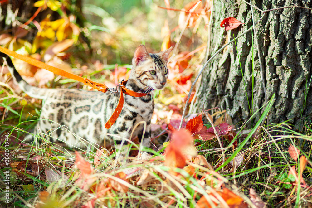Bengal cat walks through the autumn forest.