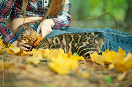 Beautiful girl in the autumn forest with a cat.