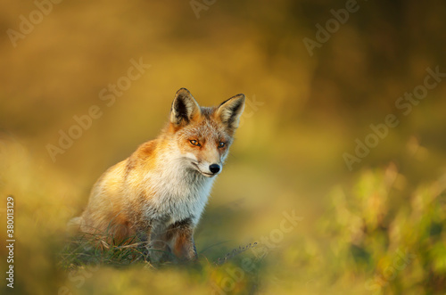 Portrait of a red fox against colorful background © giedriius