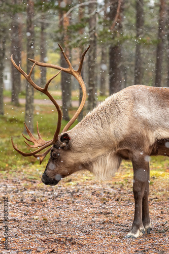 Wild reindeer grazing in pine forest in Lapland  Northern Finland.