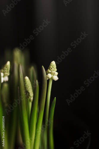 White Grape Hyacinth